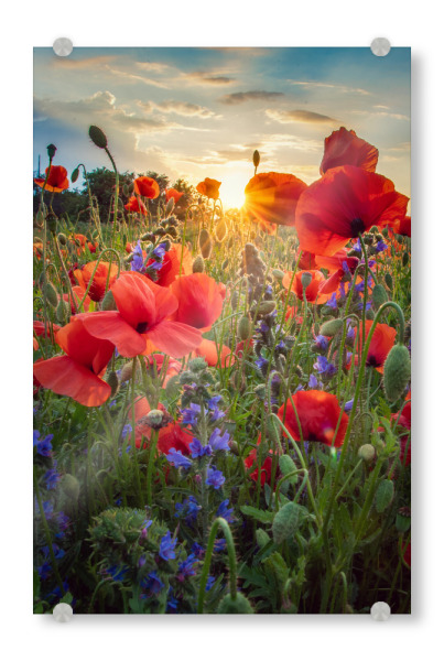 Acrylglasbild "Mohn im Licht" artboxONE - Natur,Floral