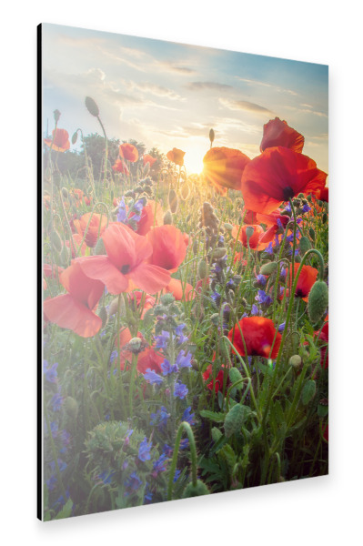 Alu-Dibond "Mohn im Licht" 30x20 cm artboxONE