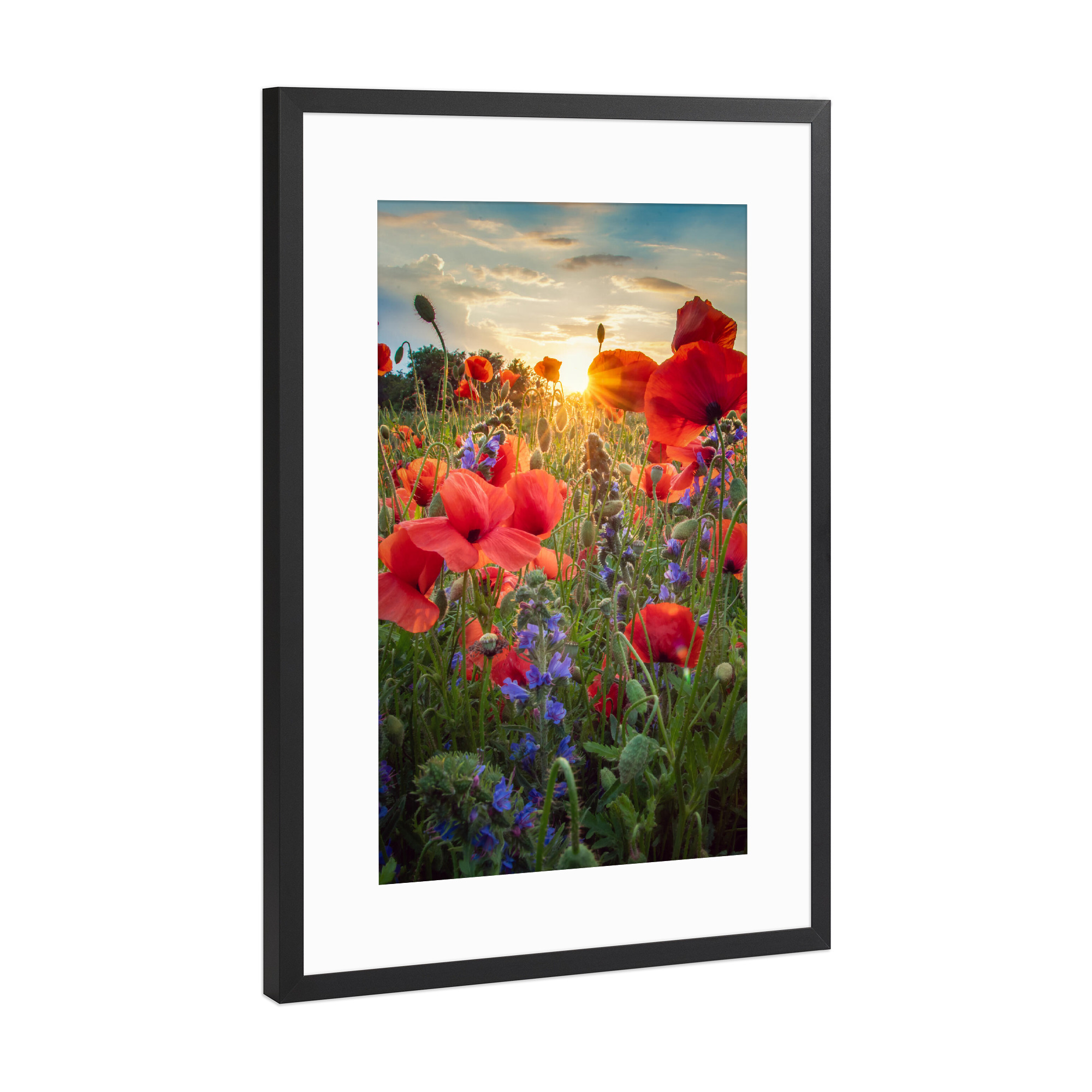 Poster mit Rahmen Schwarz (Metallic) "Mohn im Licht" artboxONE - Natur,Floral