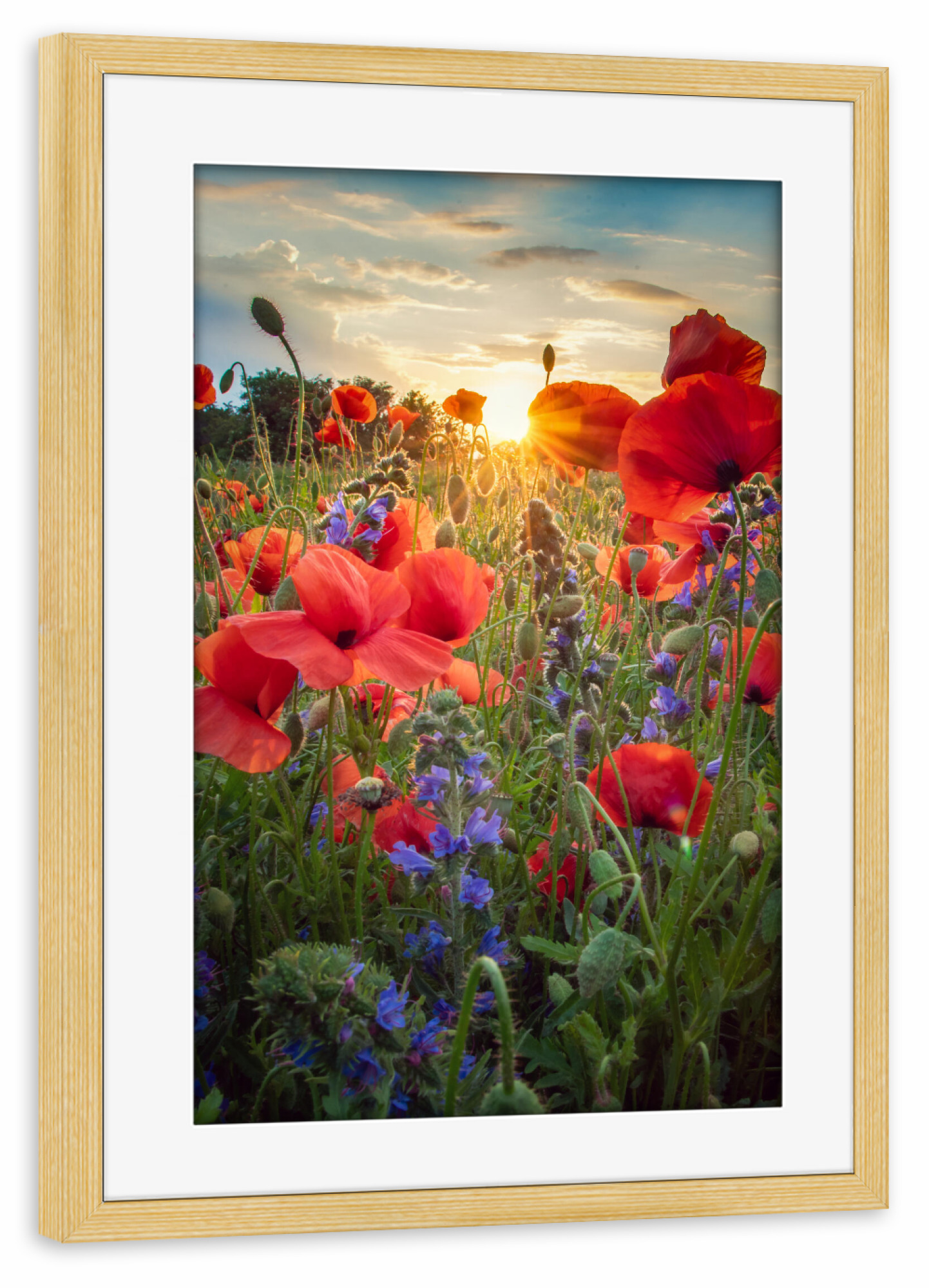 Poster mit Rahmen kiefer "Mohn im Licht" artboxONE - Natur,Floral