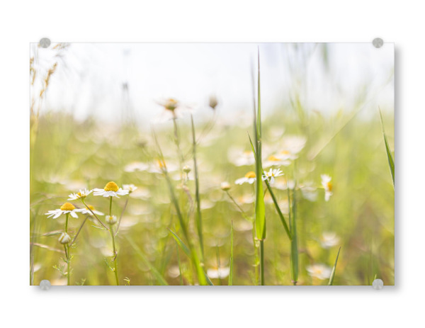 Acrylglasbild "Feld voller Wildblumen" artboxONE - Natur,Floral