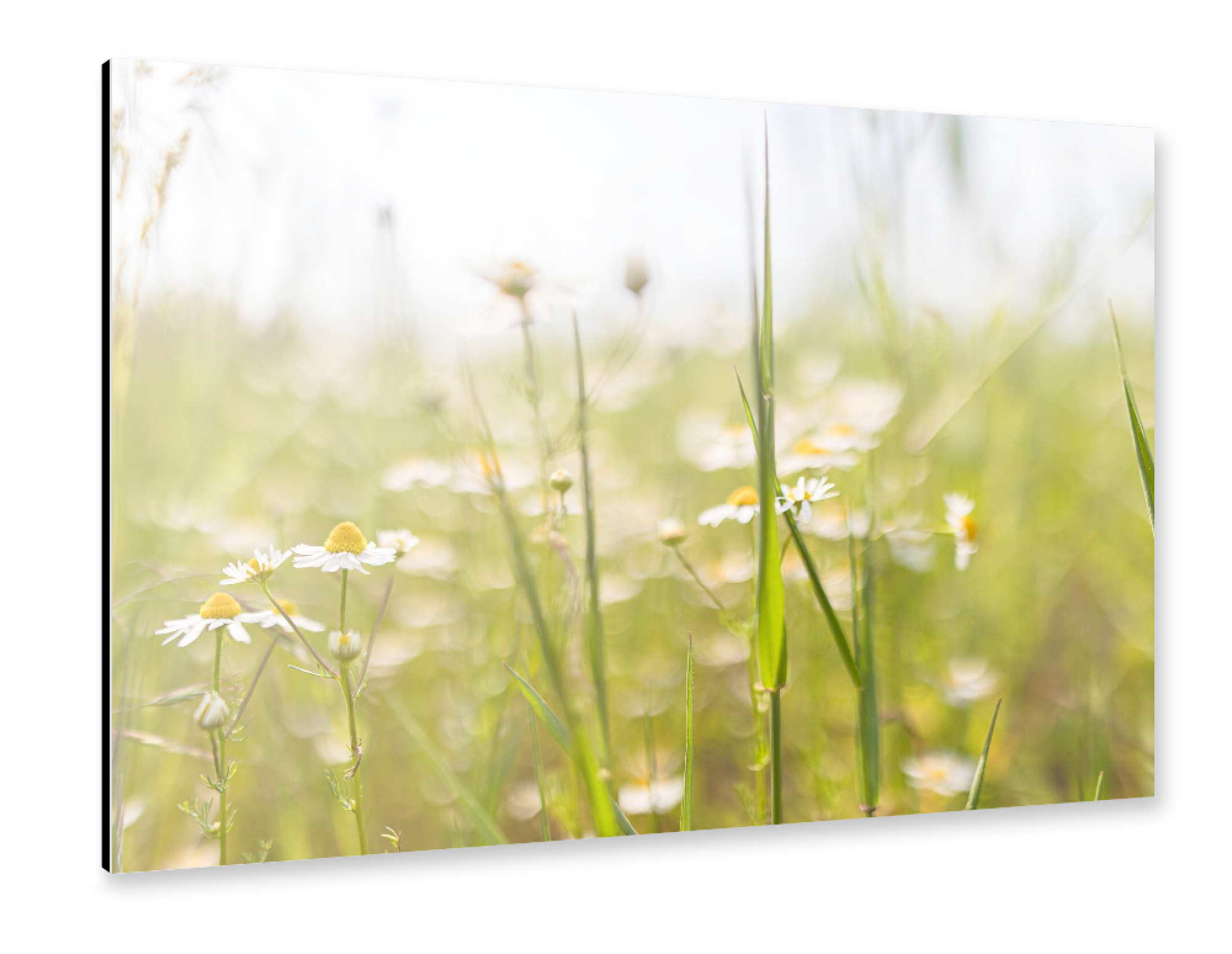Alu-Dibond "Feld voller Wildblumen" 30x20 cm artboxONE
