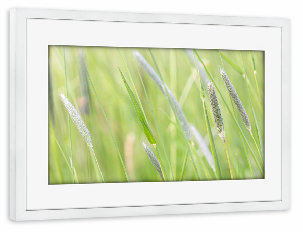 Poster mit Rahmen weiß "Inmitten von Gräsern" artboxONE - Natur - Natur,Wiese,Gräser,Acker,Landwirtschaft,Grün,Nature,Green,Field