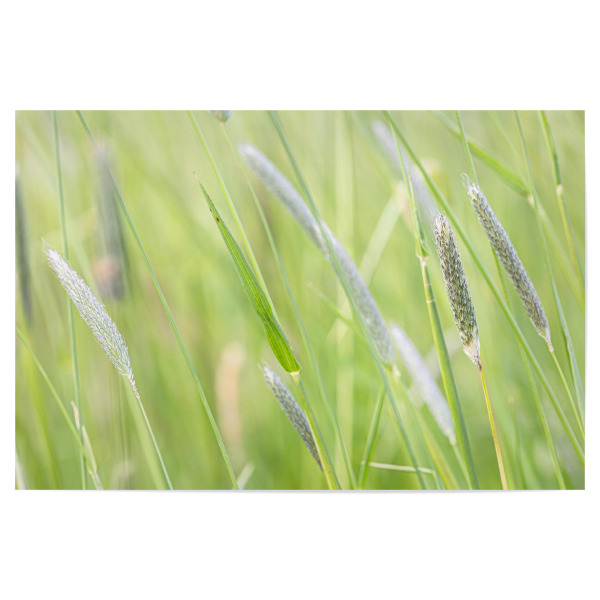 Poster 30x20 cm "Inmitten von Gräsern" artboxONE - Natur - Natur,Wiese,Gräser,Acker,Landwirtschaft,Grün,Nature,Green,Field