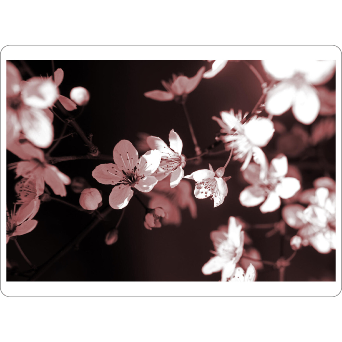 Tischset "Frühlingsblüte Stillleben" artboxONE - Natur,Floral,Abstrakt,Schwarzweiß,Liebe