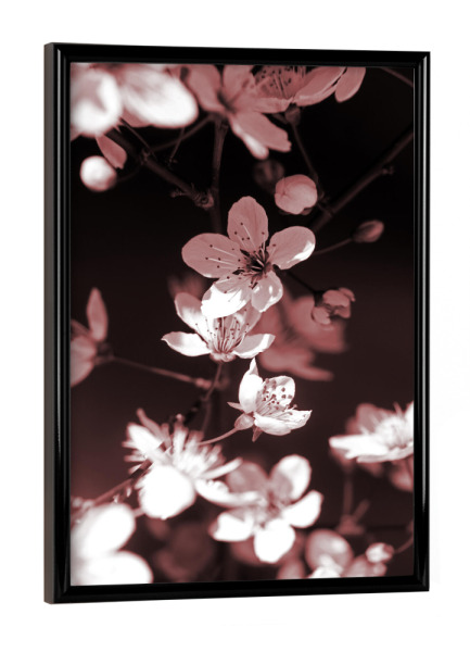 Poster mit schwarzem Rahmen "Frühlingsblüte Stillleben" artboxONE - Natur,Floral,Abstrakt,Schwarzweiß,Liebe