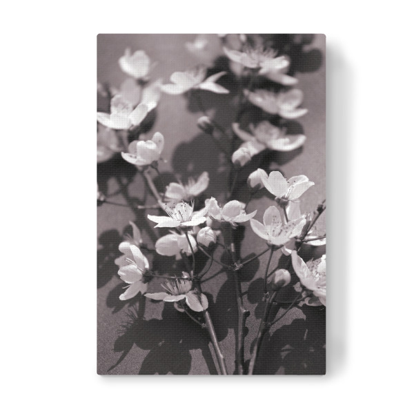 Leinwandbild "Weiße Blüten Nostalgie" artboxONE - Natur,Floral,Abstrakt,Schwarzweiß,Liebe