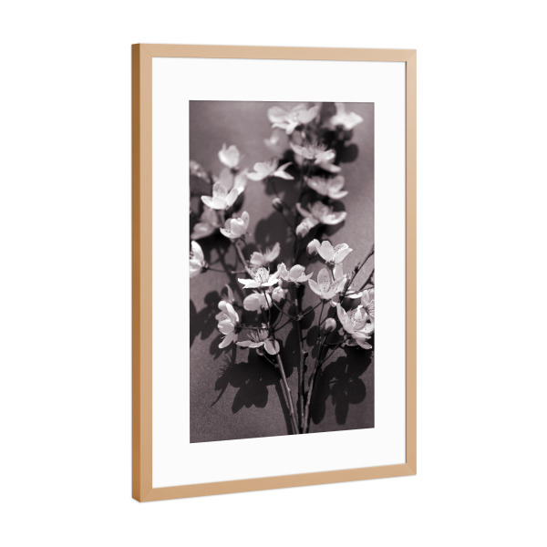 Poster mit Rahmen Kupfer "Weiße Blüten Nostalgie" artboxONE - Natur,Floral,Abstrakt,Schwarzweiß,Liebe