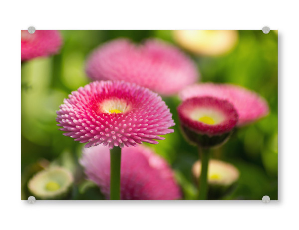 Acrylglasbild "Rosa Bellis" artboxONE - Natur,Floral