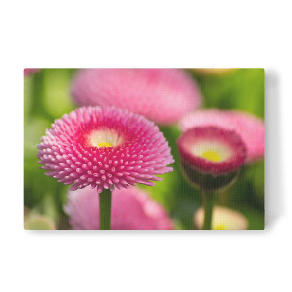 Leinwandbild "Rosa Bellis" artboxONE - Natur,Floral