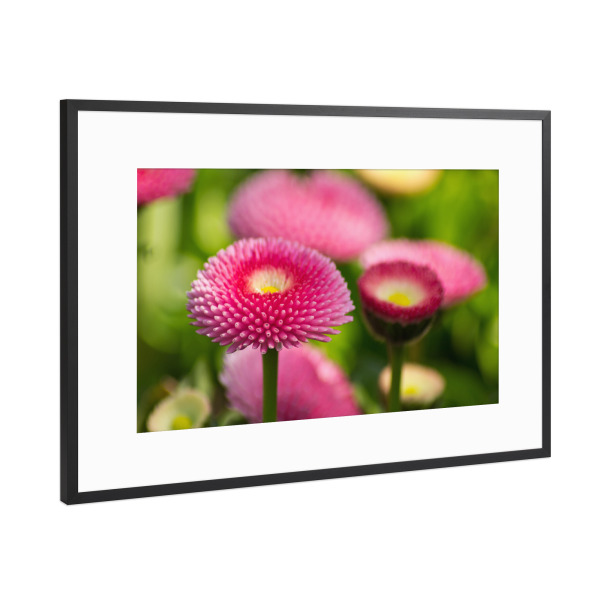 Poster mit Rahmen Schwarz (Metallic) "Rosa Bellis" artboxONE - Natur,Floral