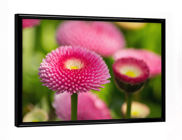 Poster mit schwarzem Rahmen "Rosa Bellis" artboxONE - Natur,Floral