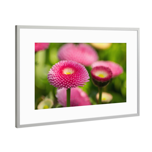 Poster mit Rahmen Silber "Rosa Bellis" artboxONE - Natur,Floral