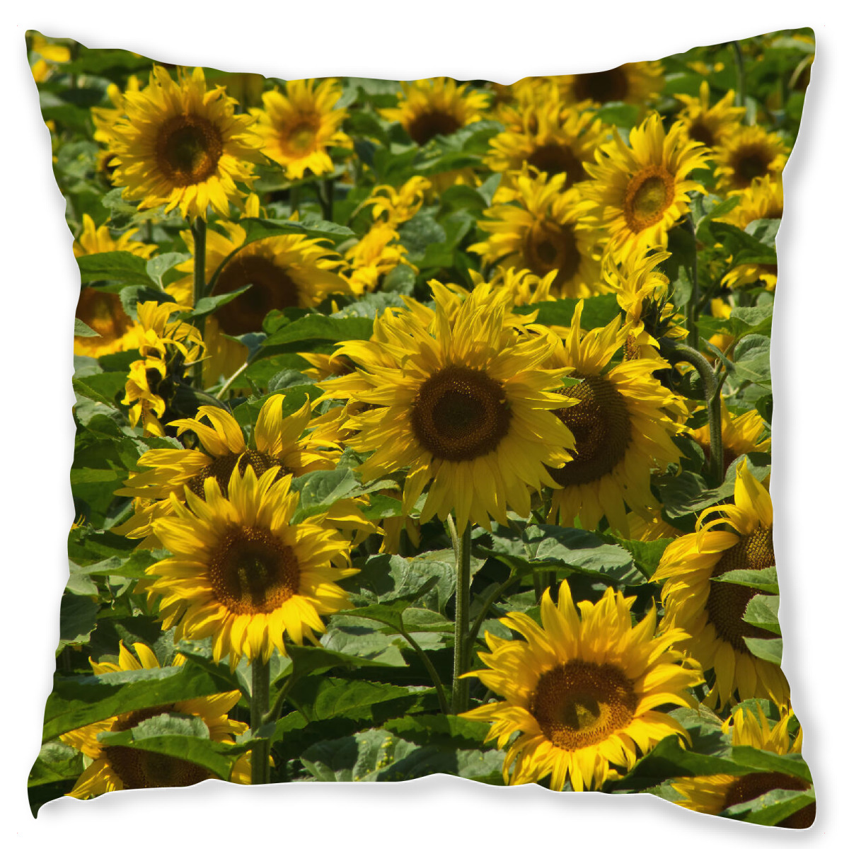 Design-Kissen "Sonnenblumenfeld" artboxONE - Natur,Floral