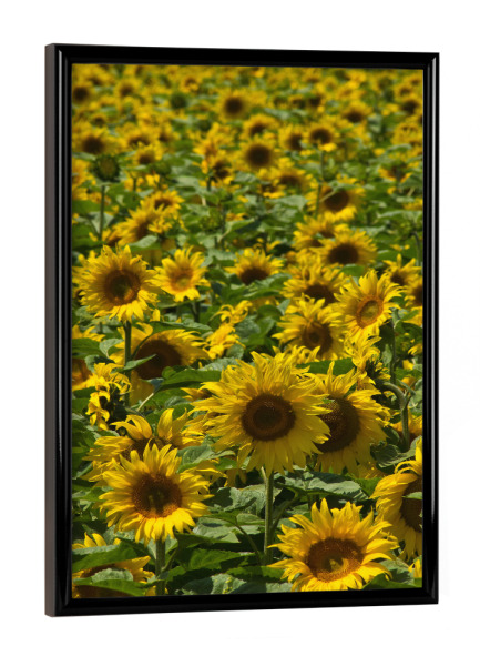 Poster mit schwarzem Rahmen "Sonnenblumenfeld" artboxONE - Natur,Floral