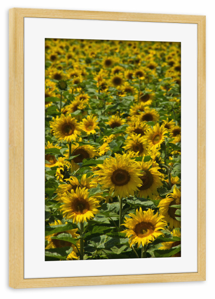 Poster mit Rahmen kiefer "Sonnenblumenfeld" artboxONE - Natur,Floral