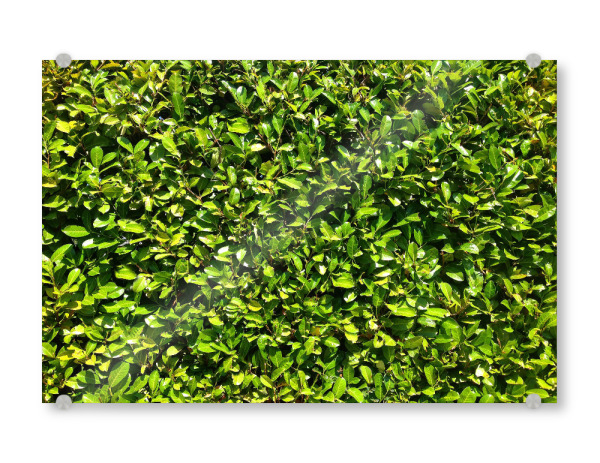 Acrylglasbild "Kirschlorbeer" artboxONE - Natur,Floral - Hecke,Kirschlorbeer,Grün,Saftig,Sommer,Blätter,Blatt,Dicht,Natur,Pflanze,Plants