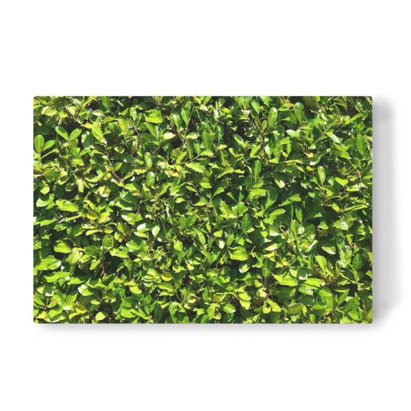 Leinwandbild "Kirschlorbeer" artboxONE - Natur,Floral - Hecke,Kirschlorbeer,Grün,Saftig,Sommer,Blätter,Blatt,Dicht,Natur,Pflanze,Plants
