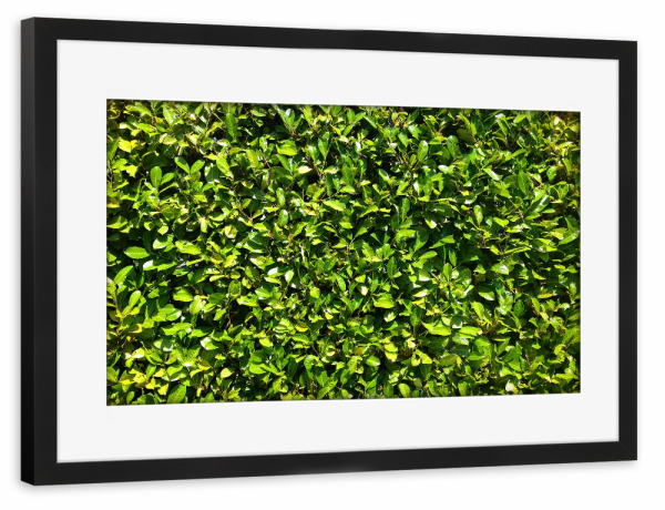Poster mit Rahmen schwarz "Kirschlorbeer" artboxONE - Natur,Floral - Hecke,Kirschlorbeer,Grün,Saftig,Sommer,Blätter,Blatt,Dicht,Natur,Pflanze,Plants
