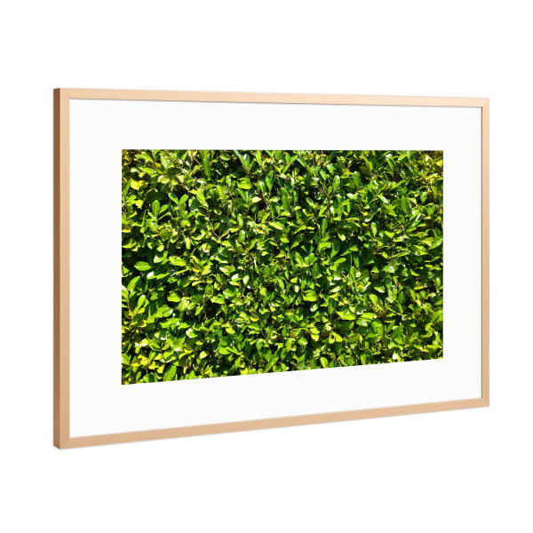 Poster mit Rahmen Kupfer "Kirschlorbeer" artboxONE - Natur,Floral - Hecke,Kirschlorbeer,Grün,Saftig,Sommer,Blätter,Blatt,Dicht,Natur,Pflanze,Plants