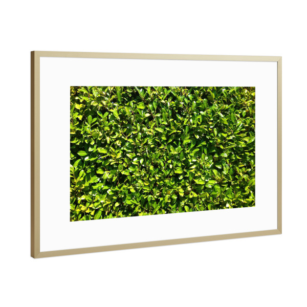 Poster mit Rahmen Gold "Kirschlorbeer" artboxONE - Natur,Floral - Hecke,Kirschlorbeer,Grün,Saftig,Sommer,Blätter,Blatt,Dicht,Natur,Pflanze,Plants