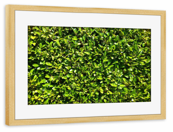 Poster mit Rahmen kiefer "Kirschlorbeer" artboxONE - Natur,Floral - Hecke,Kirschlorbeer,Grün,Saftig,Sommer,Blätter,Blatt,Dicht,Natur,Pflanze,Plants