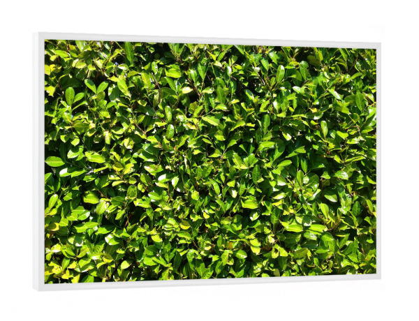 Poster mit weißem Rahmen "Kirschlorbeer" artboxONE - Natur,Floral - Hecke,Kirschlorbeer,Grün,Saftig,Sommer,Blätter,Blatt,Dicht,Natur,Pflanze,Plants