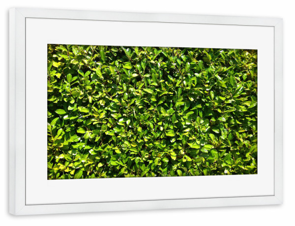 Poster mit Rahmen weiß "Kirschlorbeer" artboxONE - Natur,Floral - Hecke,Kirschlorbeer,Grün,Saftig,Sommer,Blätter,Blatt,Dicht,Natur,Pflanze,Plants