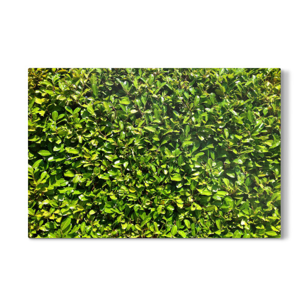Galerie-Print "Kirschlorbeer" 30x20 cm artboxONE