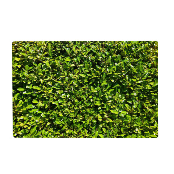 Metall Poster "Kirschlorbeer" artboxONE - Natur,Floral - Hecke,Kirschlorbeer,Grün,Saftig,Sommer,Blätter,Blatt,Dicht,Natur,Pflanze,Plants