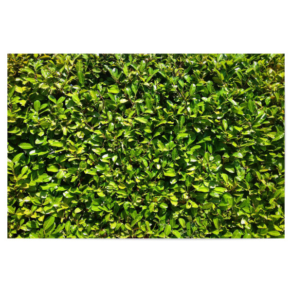 Poster "Kirschlorbeer" artboxONE - Natur,Floral - Hecke,Kirschlorbeer,Grün,Saftig,Sommer,Blätter,Blatt,Dicht,Natur,Pflanze,Plants