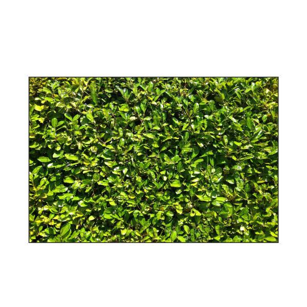 artboxONE Puzzle "Kirschlorbeer" artboxONE - Natur,Floral - Hecke,Kirschlorbeer,Grün,Saftig,Sommer,Blätter,Blatt,Dicht,Natur,Pflanze,Plants