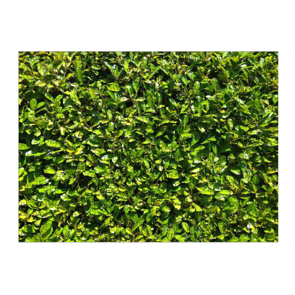 Puzzle Ravensburger "Kirschlorbeer" artboxONE - Natur,Floral - Hecke,Kirschlorbeer,Grün,Saftig,Sommer,Blätter,Blatt,Dicht,Natur,Pflanze,Plants