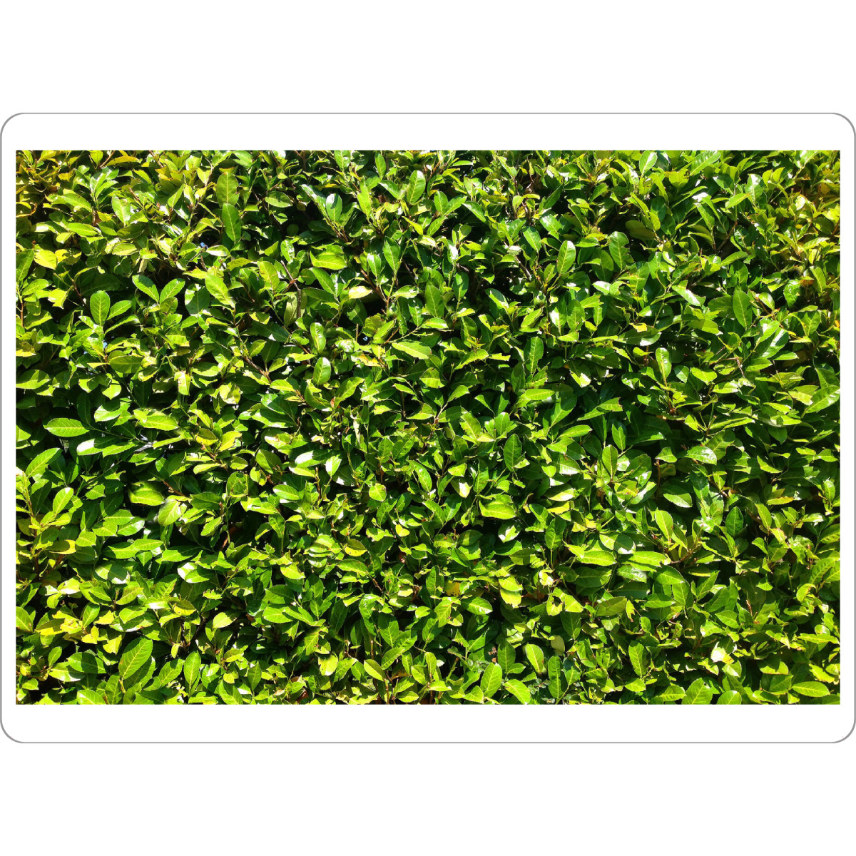 Tischset "Kirschlorbeer" artboxONE - Natur,Floral - Hecke,Kirschlorbeer,Grün,Saftig,Sommer,Blätter,Blatt,Dicht,Natur,Pflanze,Plants - Bild hecke