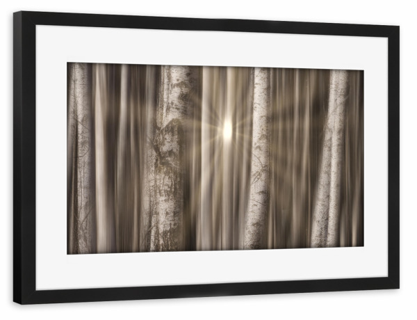 Poster mit Rahmen schwarz "Birkenforst" artboxONE - Natur