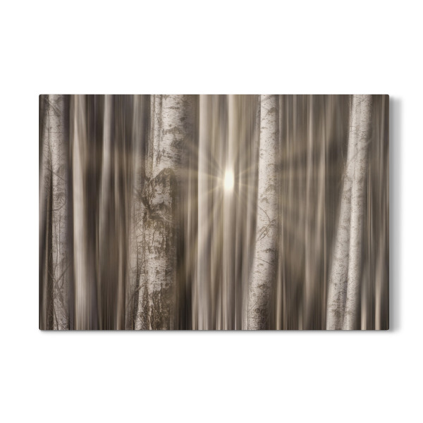 Galerie-Print "Birkenforst" 30x20 cm artboxONE