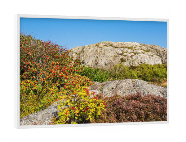 Poster mit weißem Rahmen "Heidekraut und Vogelbeeren" artboxONE - Natur,Reise,Reise / Länder