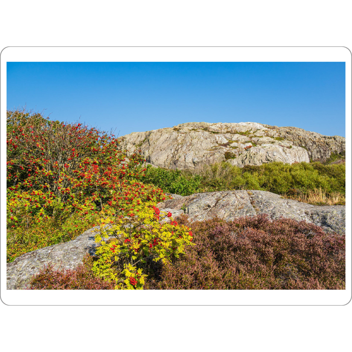 Tischset "Heidekraut und Vogelbeeren" artboxONE - Natur,Reise,Reise / Länder