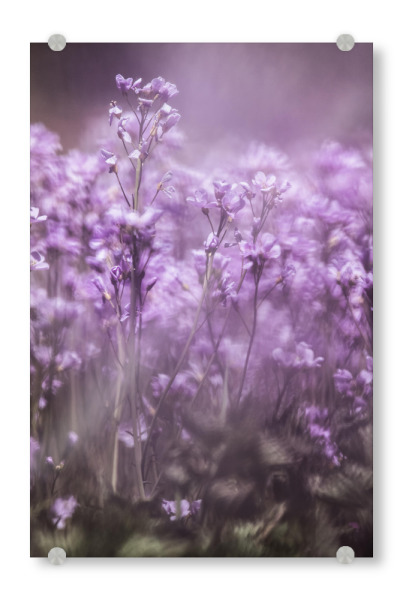 Acrylglasbild "Wiesen-Schaumkraut" artboxONE - Natur,Floral