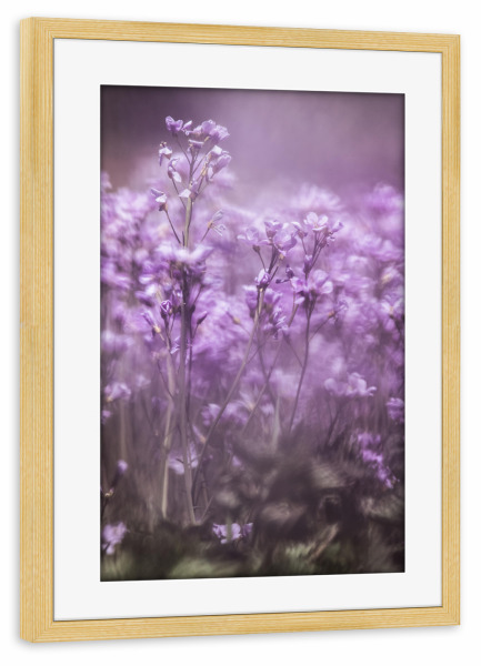 Poster mit Rahmen kiefer "Wiesen-Schaumkraut" artboxONE - Natur,Floral