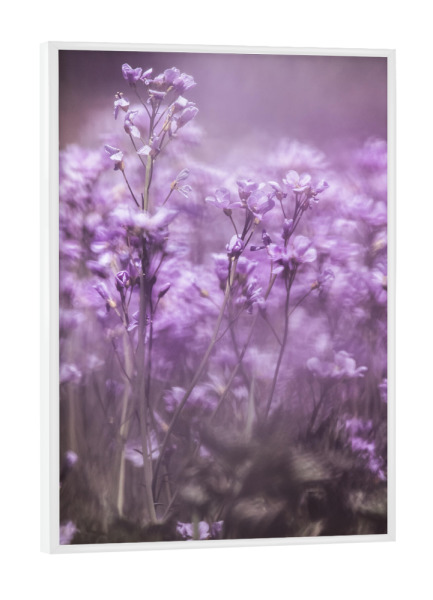 Poster mit weißem Rahmen "Wiesen-Schaumkraut" artboxONE - Natur,Floral