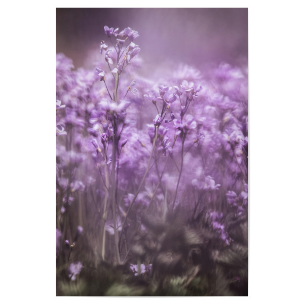 Poster 30x20 cm "Wiesen-Schaumkraut" artboxONE - Natur,Floral