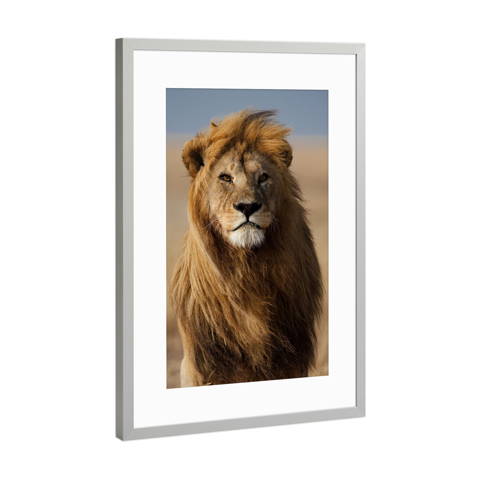 Poster mit Rahmen Silber "Majestätischer Löwe" artboxONE - Natur,Tiere - Lion,Löwe,Tier,Animal,Natur,Nature,Portrait,King,König
