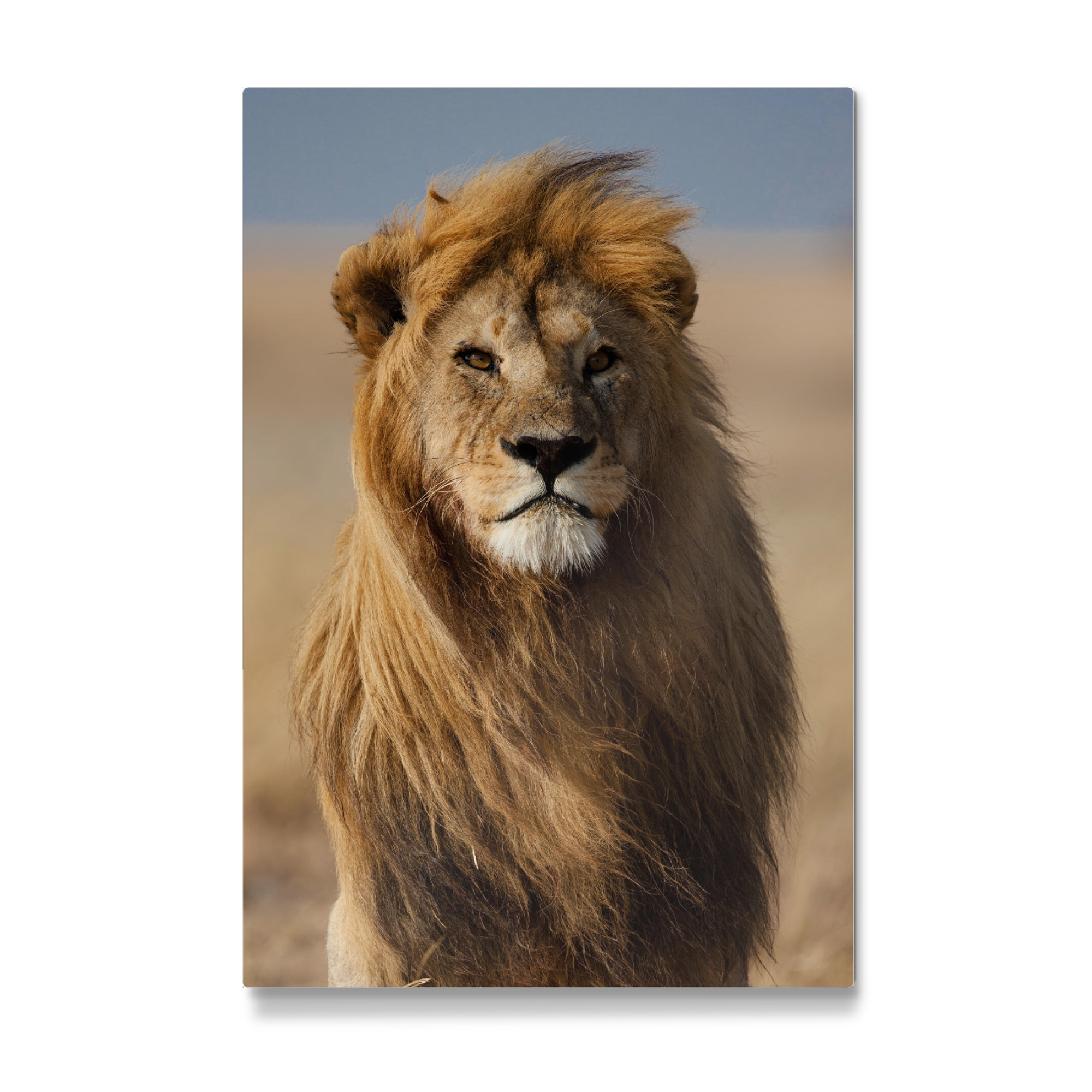 Galerie-Print "Majestätischer Löwe" 75x50 cm artboxONE