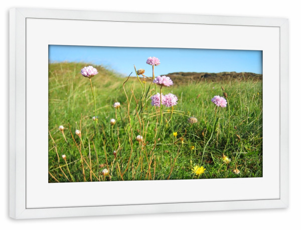Poster mit Rahmen weiß "Rosa Blumen am Strand" artboxONE - Natur,Reise,Reise / Strand und Meer