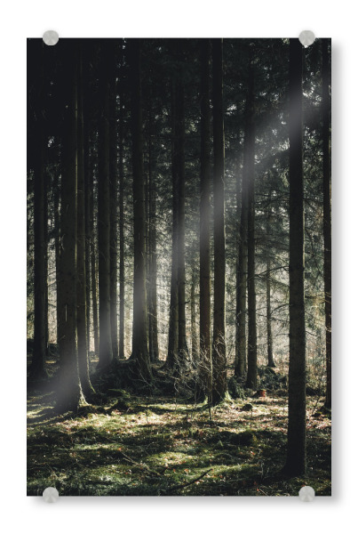 Acrylglasbild "Ein Tag im Wald" artboxONE - Natur,Reise,Abstrakt,Reise / Länder