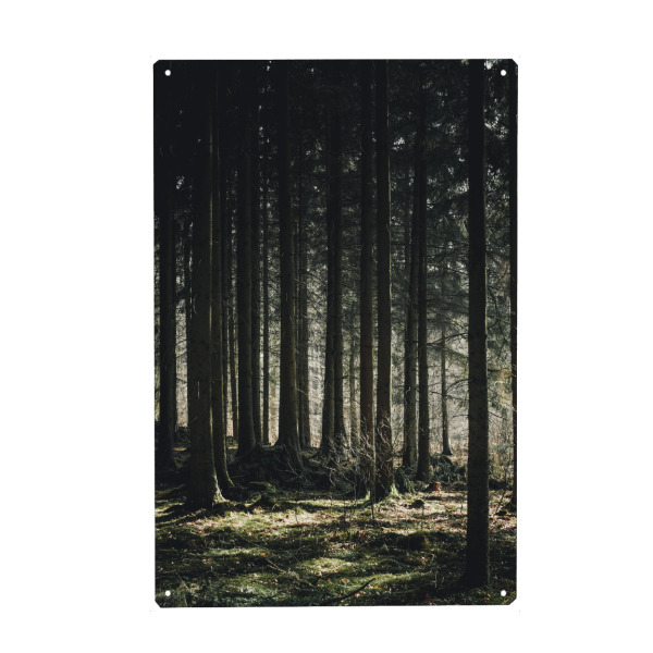 Metall Poster "Ein Tag im Wald" artboxONE - Natur,Reise,Abstrakt,Reise / Länder