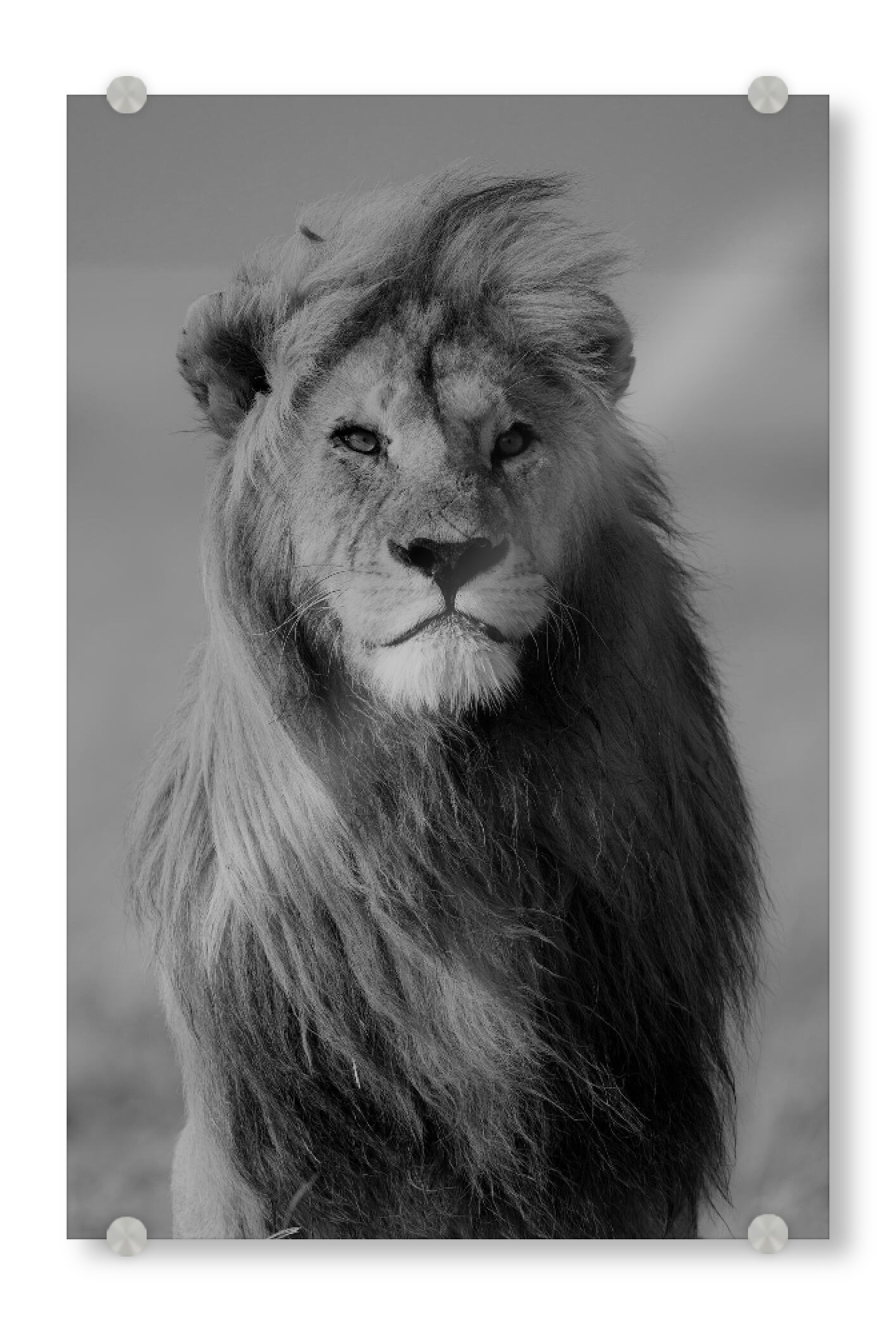 Acrylglasbild "Majestätischer Löwe S/W" artboxONE - Natur,Tiere,Schwarzweiß