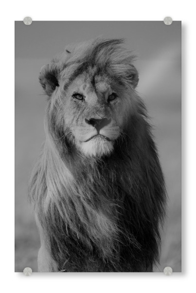 Acrylglasbild "Majestätischer Löwe S/W" artboxONE - Natur,Tiere,Schwarzweiß