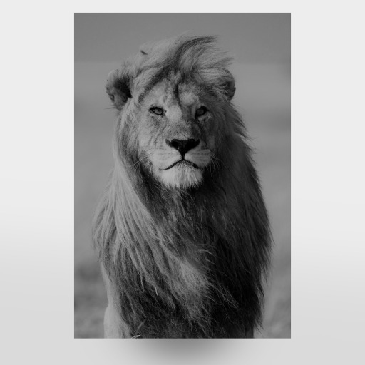 Majestätischer Löwe S/W